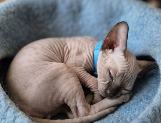 Канадський сфінкс: 4 хлопчики та 2 дівчинки. Бронювання!