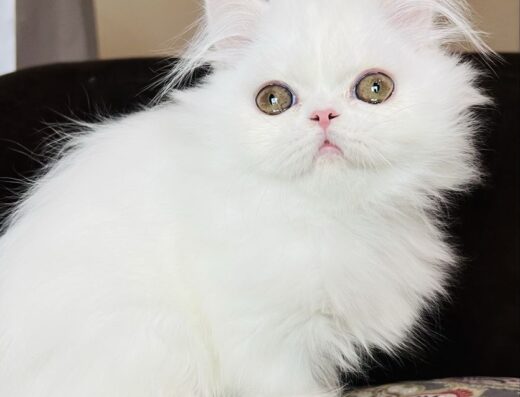 Шотландська прямовуха біла кішка