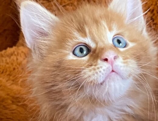 Чарівні кошенята Maine Coon