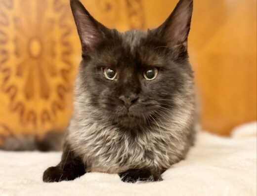 Мейн-кун — екзотика для поціновувачів!