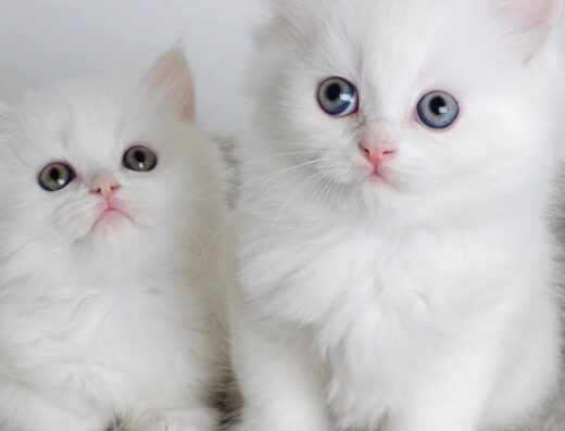 Кішечка та котик — шотландські прямоухі, білі та пухнасті