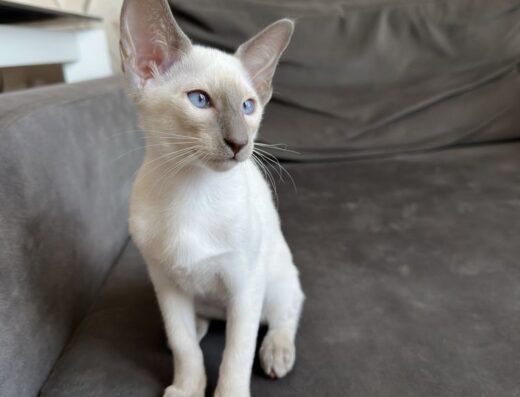 Орієнтальна кішка