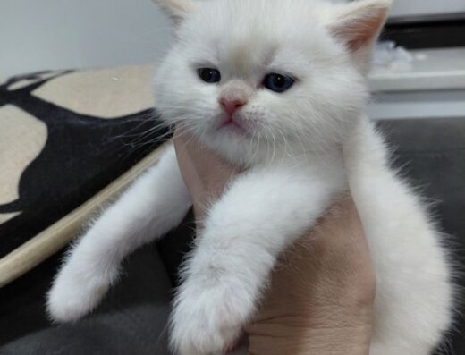 Продається кошеня шотландський крем поінт