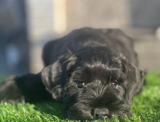 Чорний Цвергшнауцер: Цуценята від розплідника “BORYSFEN LAND”
