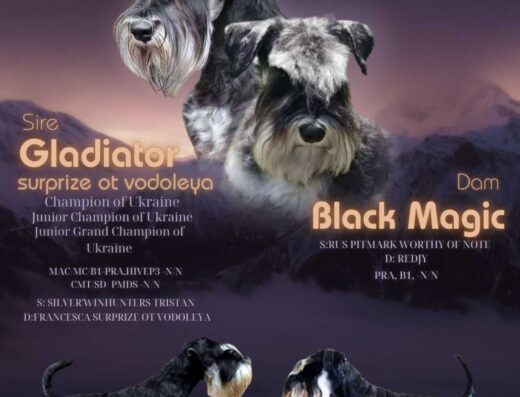 Чудовий малюк Цвергшнауцера: Доступний до бронювання