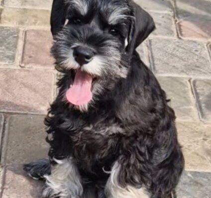 Підліток Цвергшнауцер: Відданий красень із документами