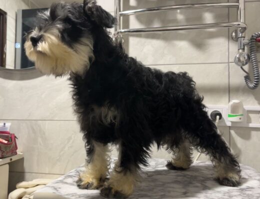 Цуценята Цвергшнауцера: Дівчатка чорного зі сріблом забарвлення