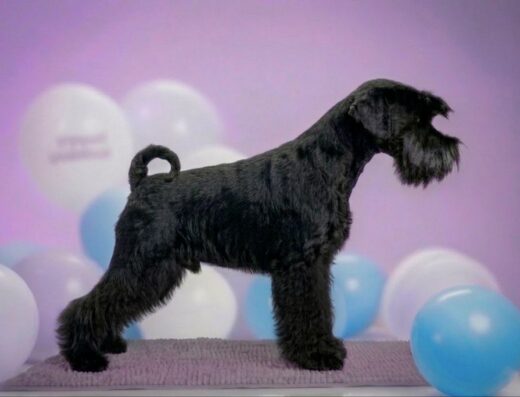 Чорний Цвергшнауцер: Аліментне цуценя від розплідника “Yuline”