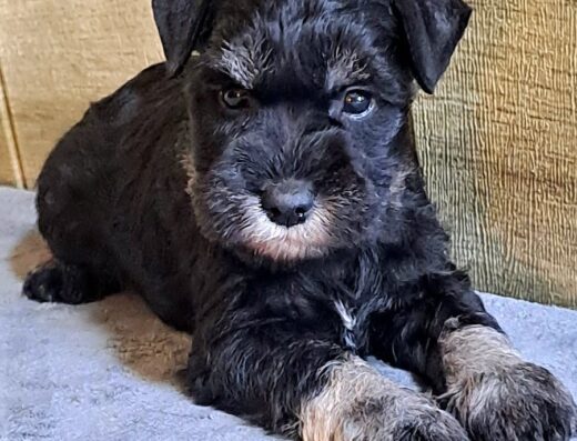 Хлопчик Цвергшнауцера: Доступний до бронювання малюк із документами КСУ