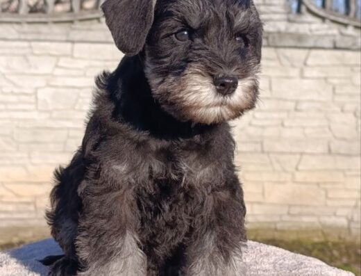 Дівчатка Цвергшнауцер: Веселі малюки від розплідника