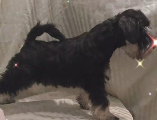 Дівчинка та хлопчик Цвергшнауцери: Чорні зі сріблом малюки від розплідника “Grandis Gold”