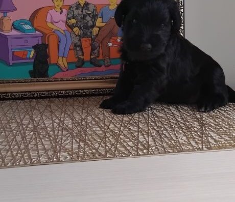 Чорна дівчинка Цвергшнауцер: Наймиліше маля з документами КСУ