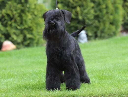 Цвергшнауцер: Чорна дівчинка від титулованих батьків