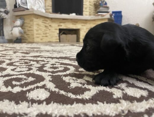 Чорний Цвергшнауцер: Чистокровні хлопчики для бронювання