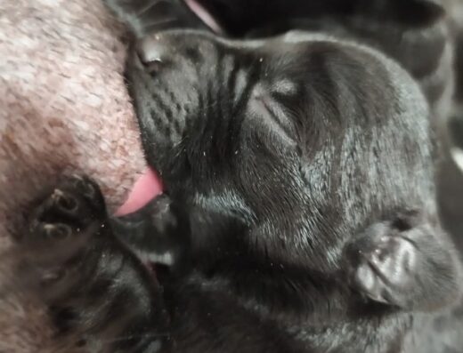 Цвергшнауцер: Чорні та перцеві малюки у місті Суми