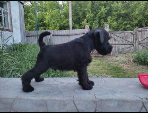 Чорний Цвергшнауцер: Цуценята від породного розплідника з документами КСУ