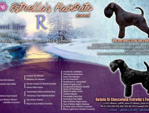 Чорний Цвергшнауцер: Цуценята від розплідника “Estrella’s Favorito”