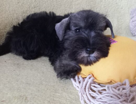 Хлопчик Цвергшнауцера: Малюк забарвлення перець із сіллю з документами КСУ