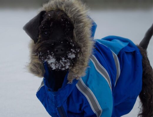 Чорна дівчинка Цвергшнауцер: Юна красуня шоу-класу від розплідника “Yuline”