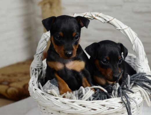 Цвергпінчер: Чорно-підпалі дівчатка від розплідника з документами FCI-UKU