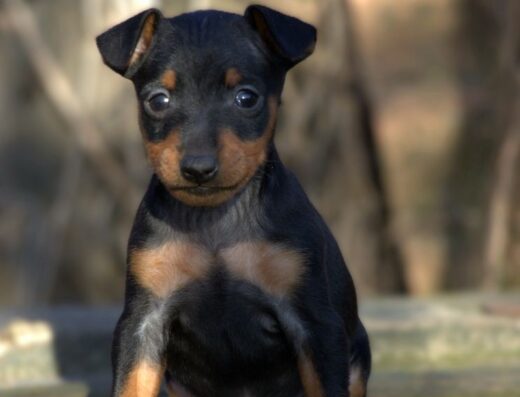 Аліментні Пінчерята: Відкритий попередній резерв