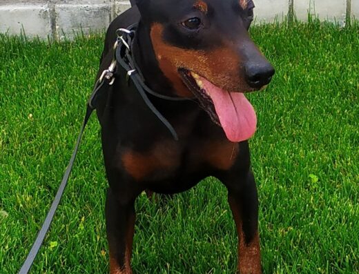 Цвергпінчер: Великий вибір малюків від розплідника „BLESK PRESTOLOV“