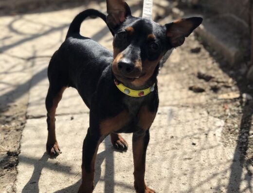 Цвергпінчер: Чорно-підпала дівчинка з документами та щепленнями