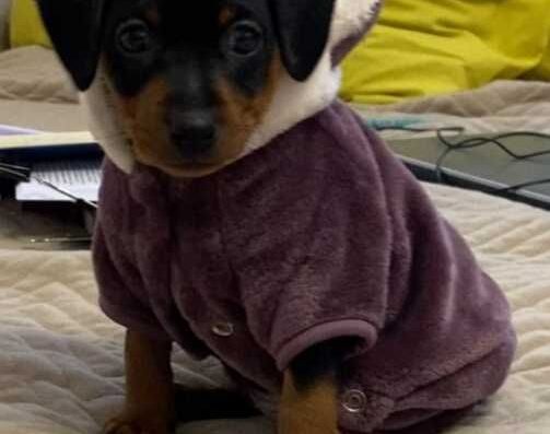 Цвергпінчер: Милі дівчатка шукають люблячу родину