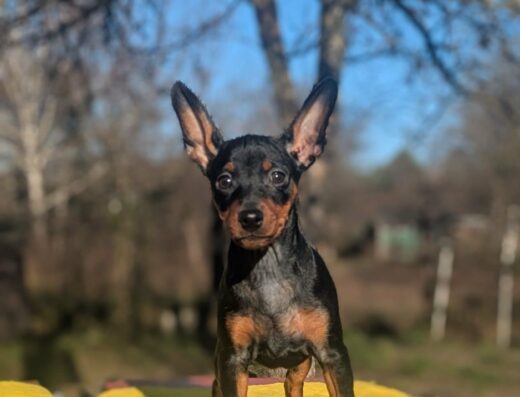 Цвергпінчер: Цуценята від розплідника „GRACEAURUM“