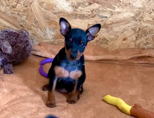 Цвергпінчер: Яскрава дівчинка від монопородного розплідника “Stella Orientales”