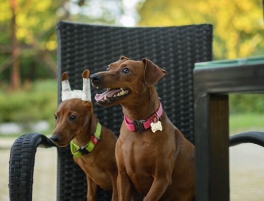 Цвергпінчер: Породні хлопчики готові до переїзду в нову родину