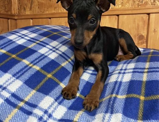 Цвергпінчер: Цуценята шукають нову родину