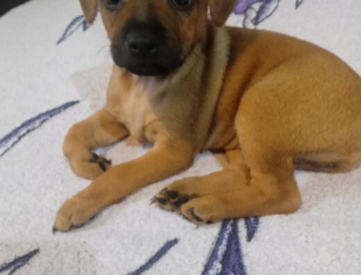 Цвергпінчер: Руді красуні готові до переїзду в нову родину