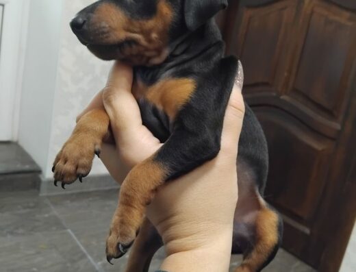 Цвергпінчер: Малюки чекають на нову домівку