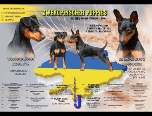Цвергпінчер: Цуценята з високим шоу-потенціалом від чемпіонів