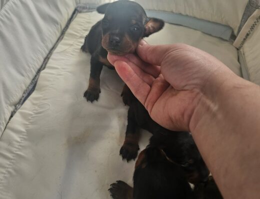 Цвергпінчер: Відкрито бронювання на дівчаток та хлопчиків