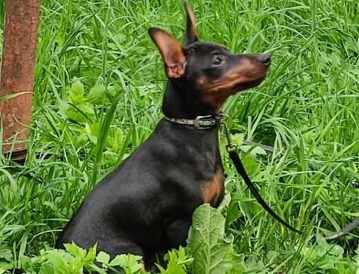 Цвергпінчер: Цуценята від племінного розплідника “HURPIN”