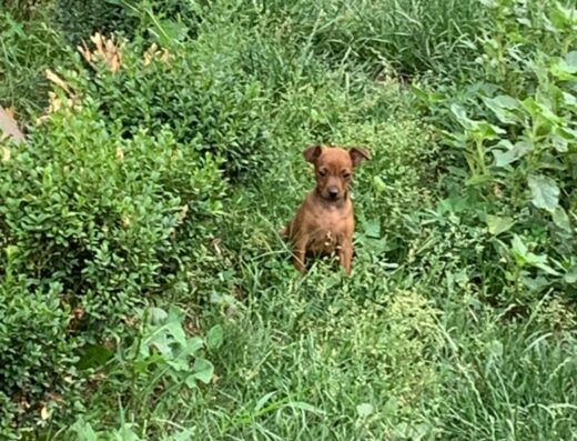 Цвергпінчер: Руденькі дівчатка у Києві