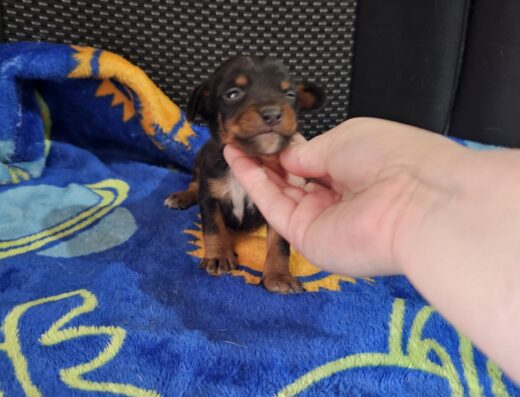 Цвергпінчер: Грайливі малюки міні-добермана шукають родину