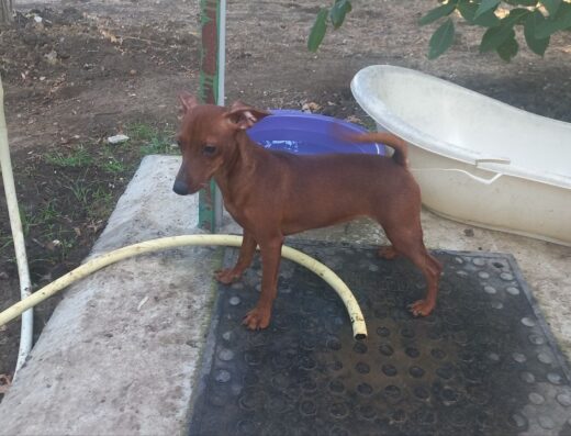 Цвергпінчер: Дівчинка та хлопчик від розплідника „Velas Family“