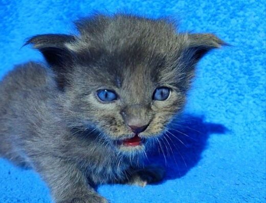 Кошенята мейн-кунів: кішечки та котики