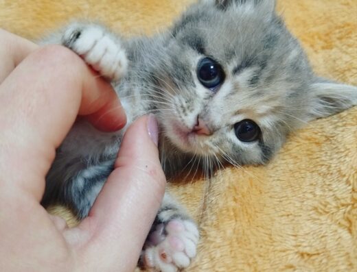 Кошеня прямо вуха дівчинка