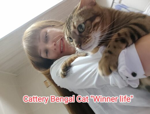 Бенгальські кошенята. Офіційний Розплідник!
