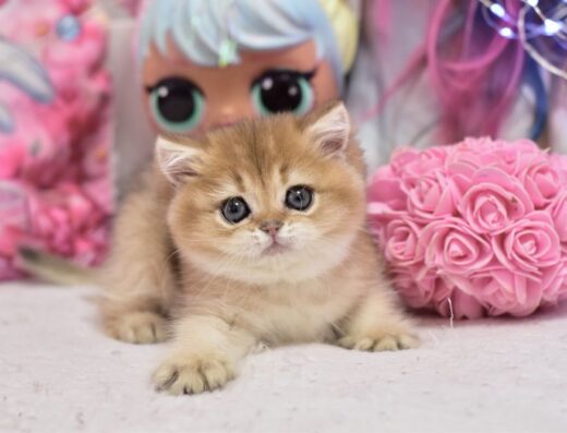 Золота шиншила ny 11, британський котик