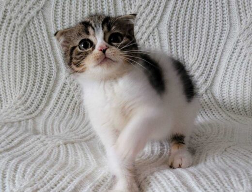 Енергійний ігрунчик супер безпосередній хлопчик фолд чорний біколор