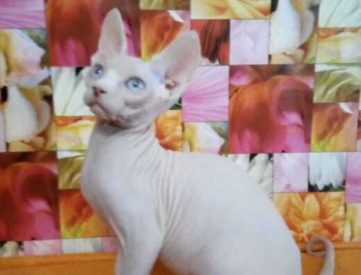 У продажу кошенята Канадського Сфінкса та Ельфи від заводчика.