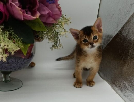 Абіссинські котики в пошуках родини, з документами