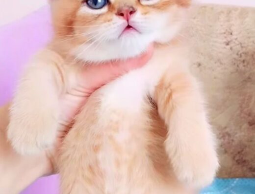 Золотистий красень-хлопчик шиншила Скоттіш Страйт