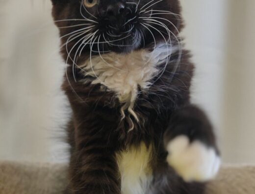 Кошенята породи Мейн-кун