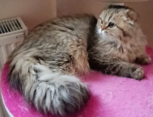 Хлопчик золотистої шиншили фолд